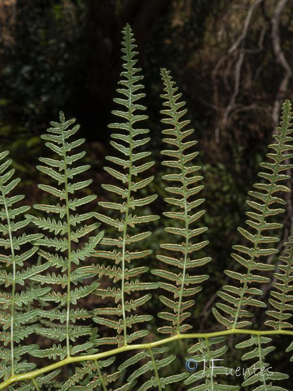 Pteridium aquilinum aquilinum.09