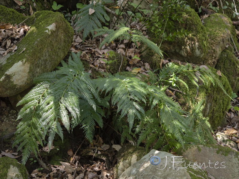 Pteris incompleta.01