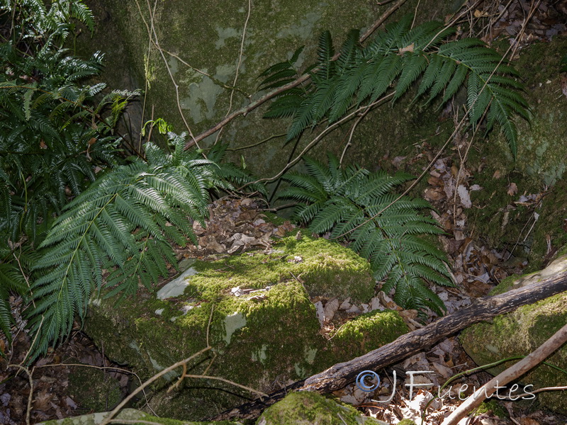 Pteris incompleta.05