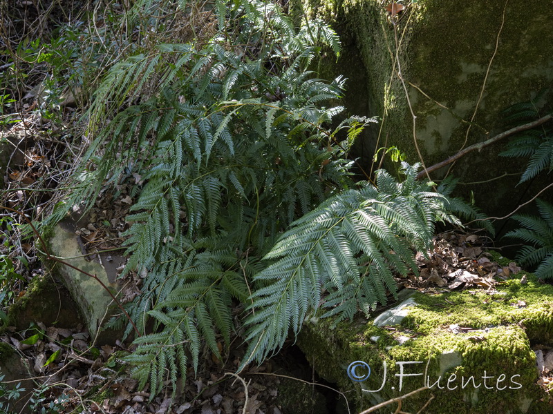 Pteris incompleta.06