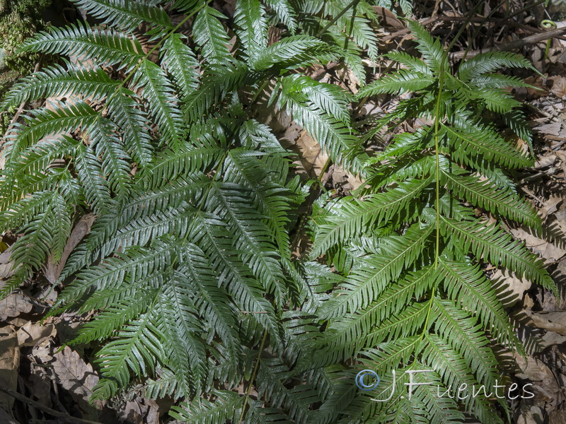 Pteris incompleta.07