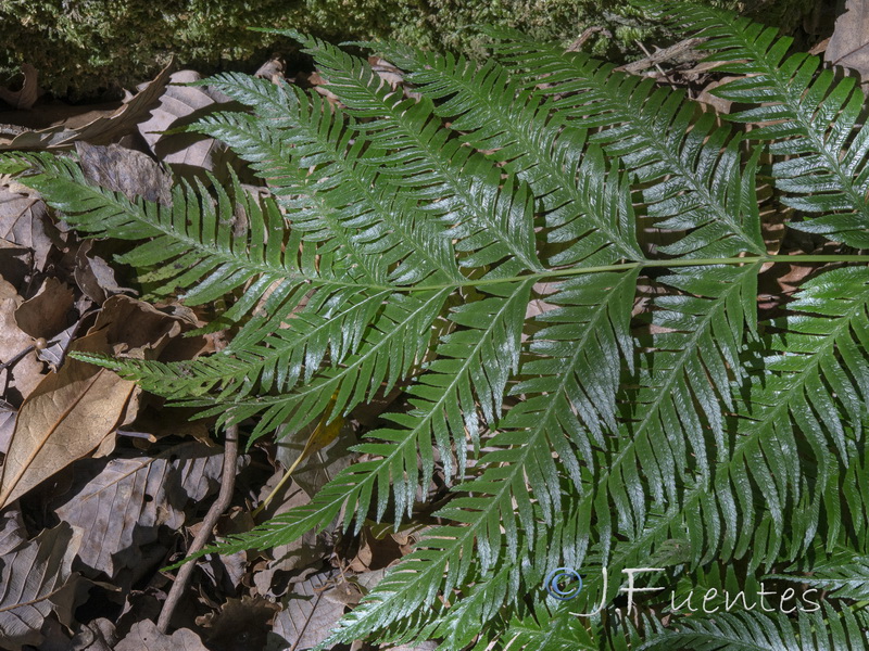 Pteris incompleta.08