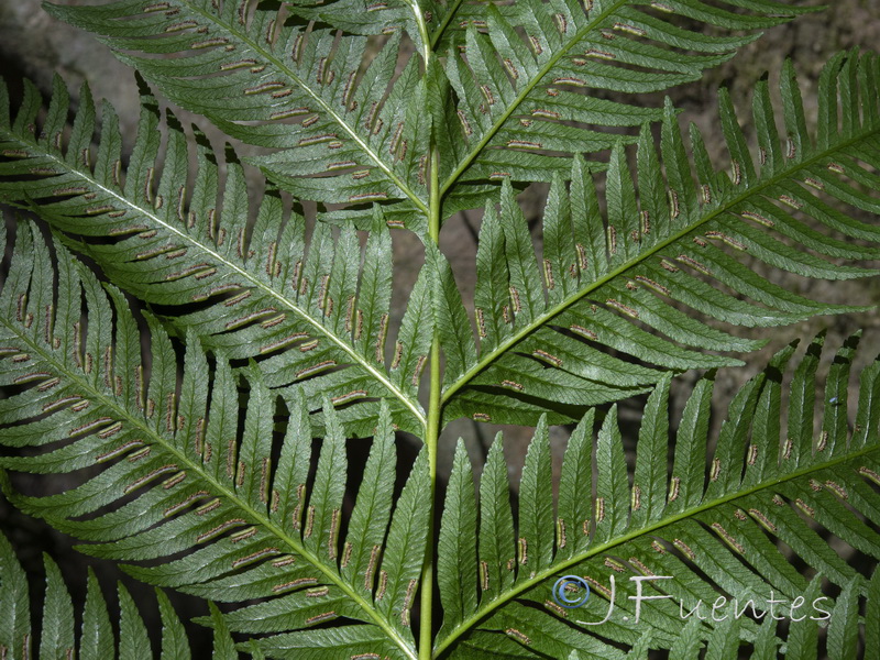 Pteris incompleta.10