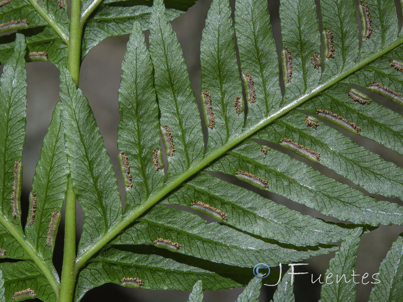 Pteris incompleta.12