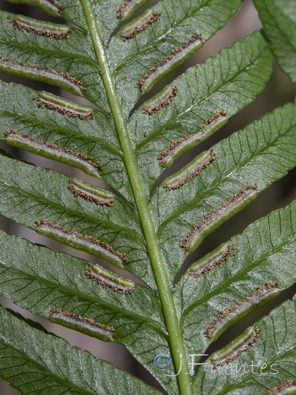 Pteris incompleta.13