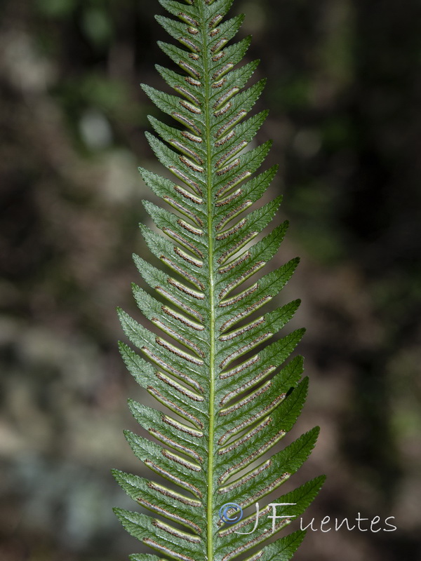 Pteris incompleta.14