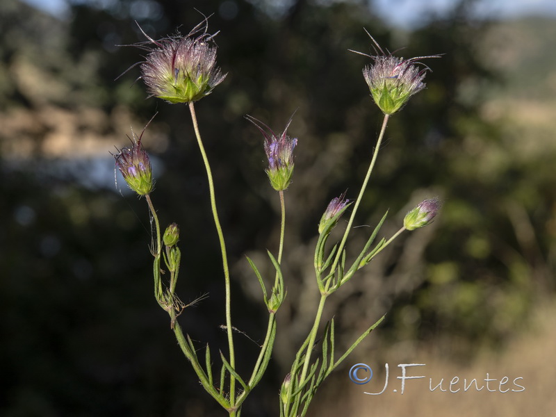 Pterocephalidium diandrum.01