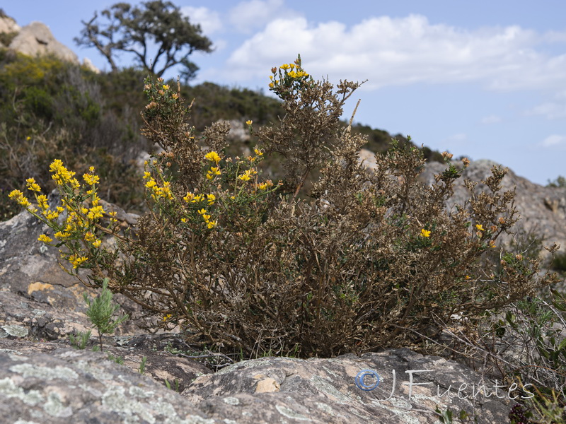 Pterospartum tridentatum lasianthum.01