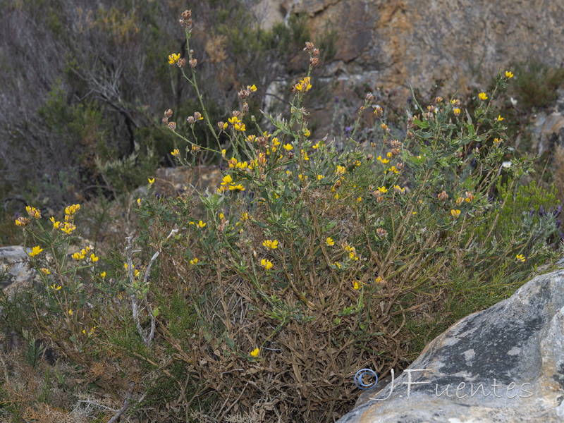 Pterospartum tridentatum lasianthum.02