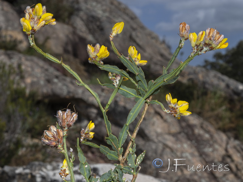 Pterospartum tridentatum lasianthum.05