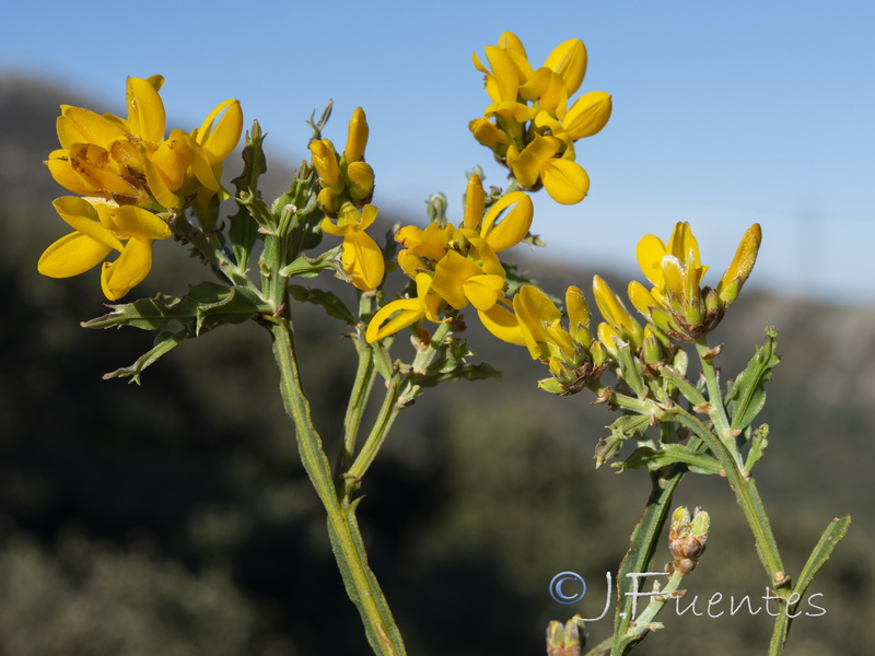 Pterospartum tridentatum lasianthum.06