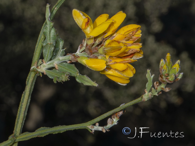 Pterospartum tridentatum lasianthum.07