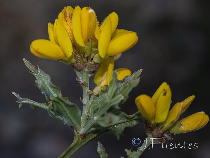 Pterospartum tridentatum lasianthum.08