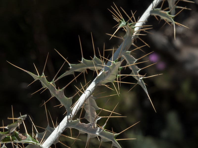 Ptilostemon hispanicus.01