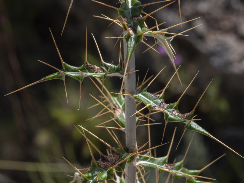 Ptilostemon hispanicus.02