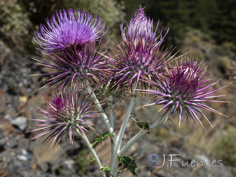 Ptilostemon hispanicus.11