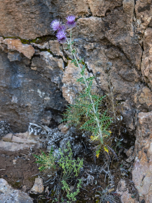 Ptilostemon hispanicus.15