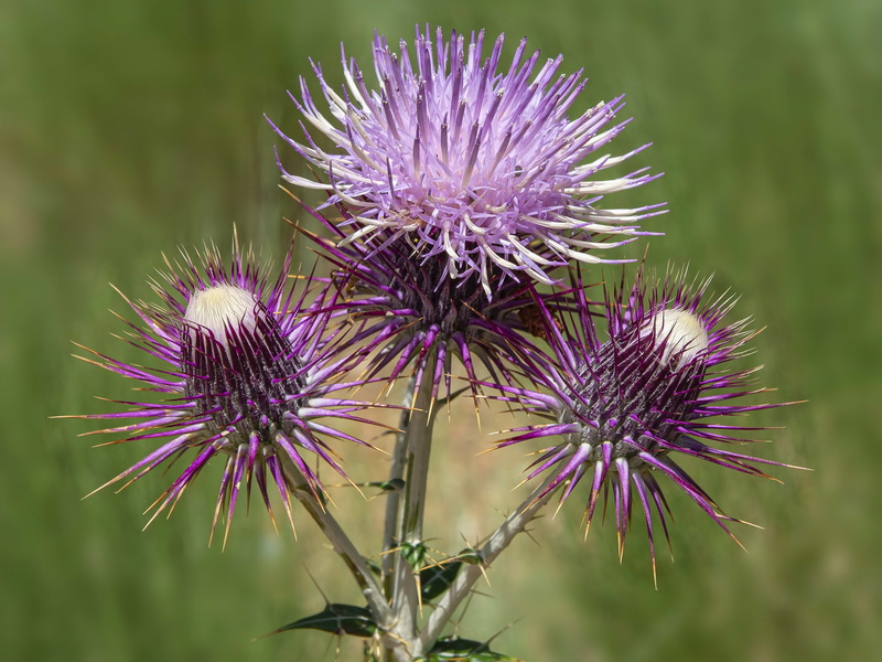 Ptilostemon hispanicus.17