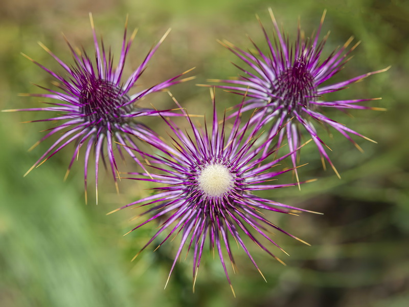Ptilostemon hispanicus.18