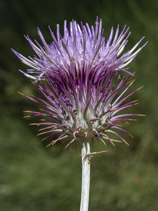 Ptilostemon hispanicus.19