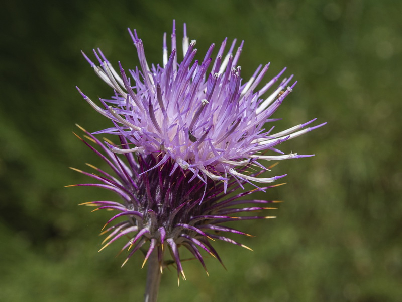 Ptilostemon hispanicus.20