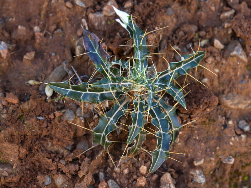 Ptilostemon hispanicus.22