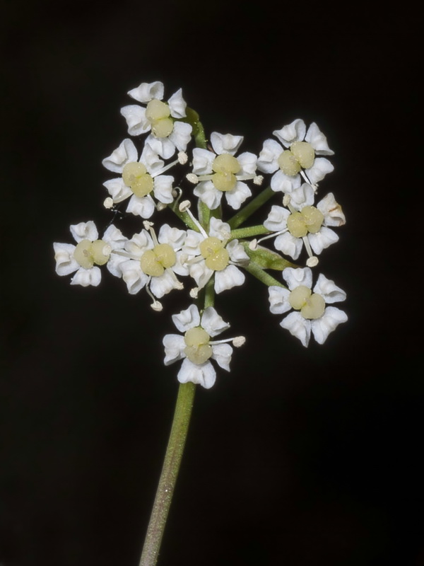 Ptychotis saxifraga.13