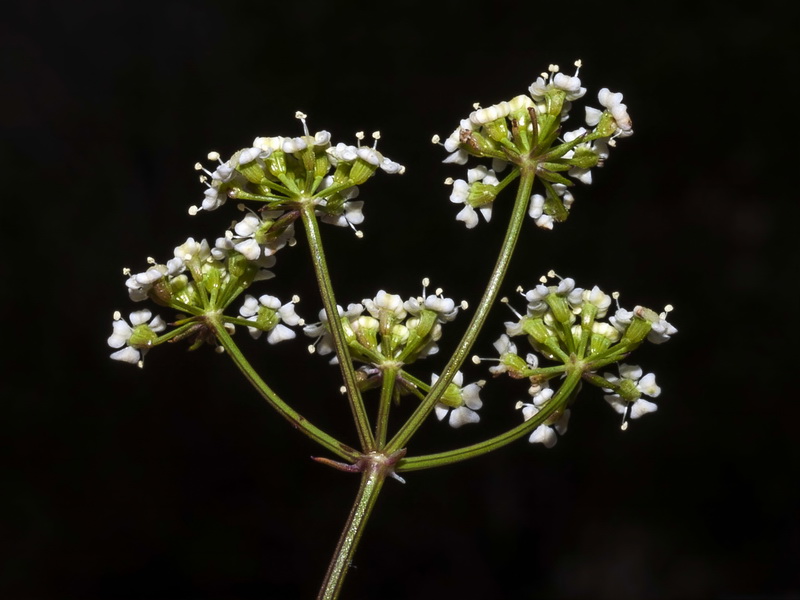 Ptychotis saxifraga.15