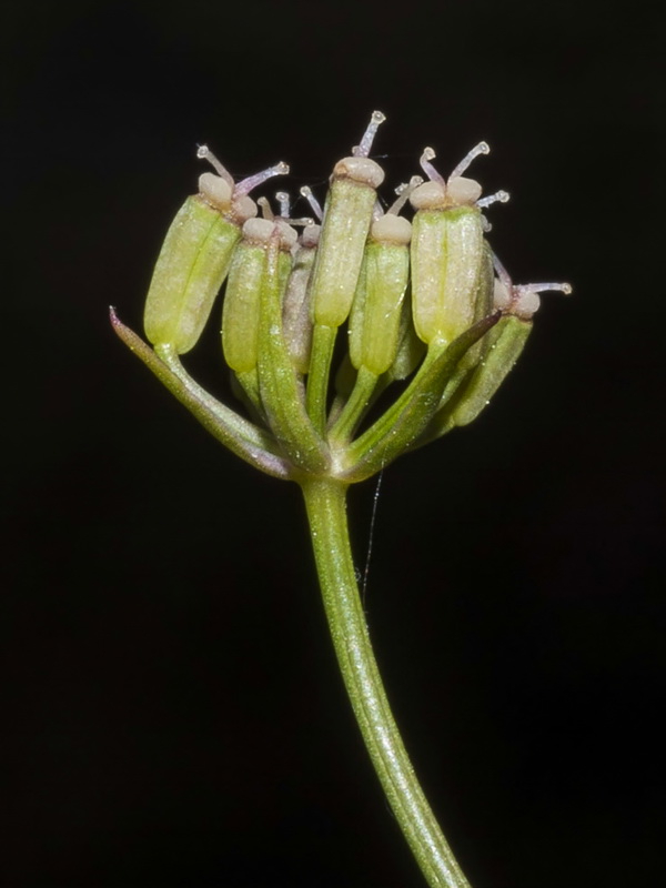 Ptychotis saxifraga.19