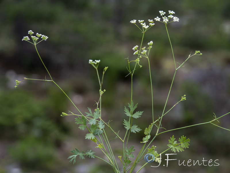 Ptychotis saxifraga.23