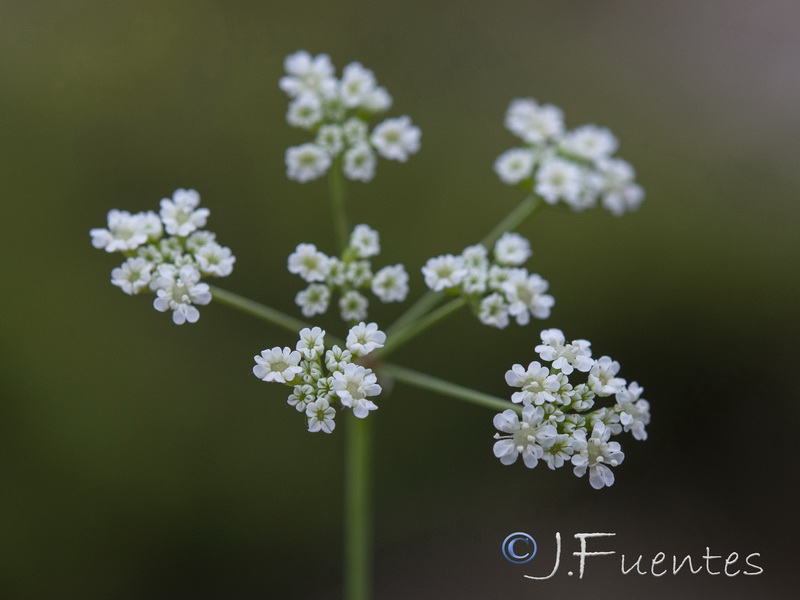 Ptychotis saxifraga.06