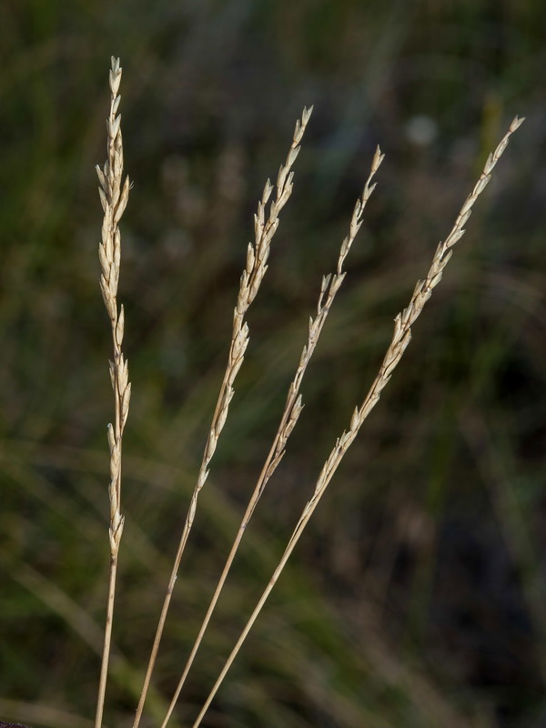 Puccinellia caespitosa.02