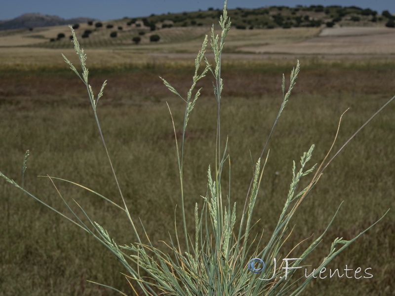 Puccinellia fascciculata.07