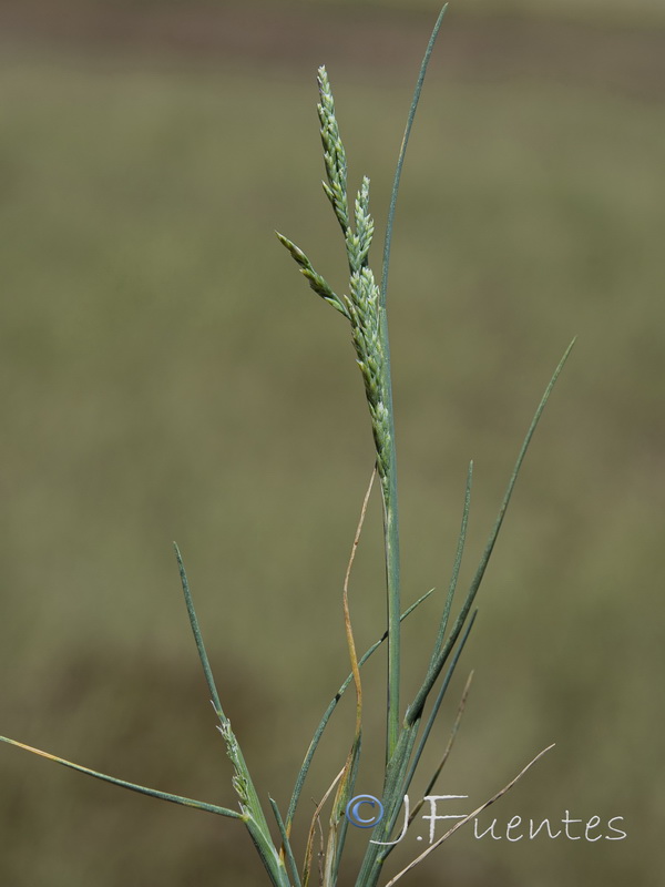 Puccinellia fascciculata.11