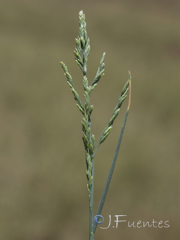 Puccinellia fascciculata.12