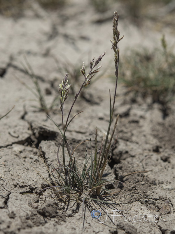 Puccinellia hispanica.03