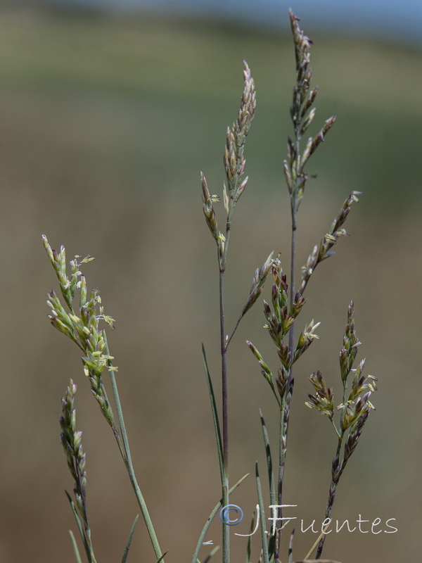Puccinellia hispanica.06