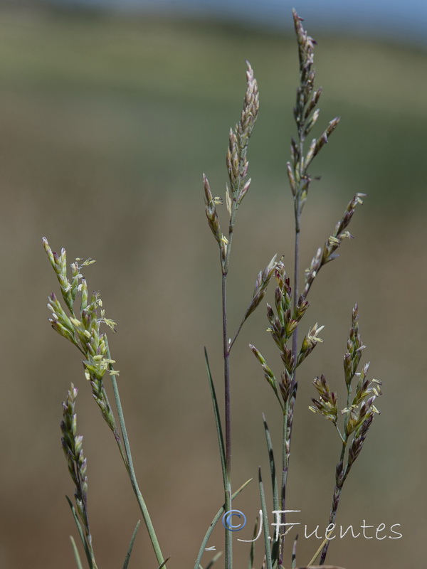 Puccinellia hispanica.06