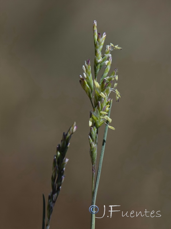 Puccinellia hispanica.08