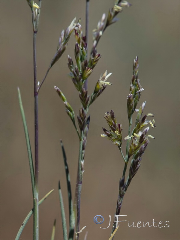 Puccinellia hispanica.09