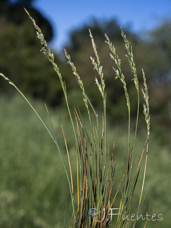 Puccinellia iberica.02