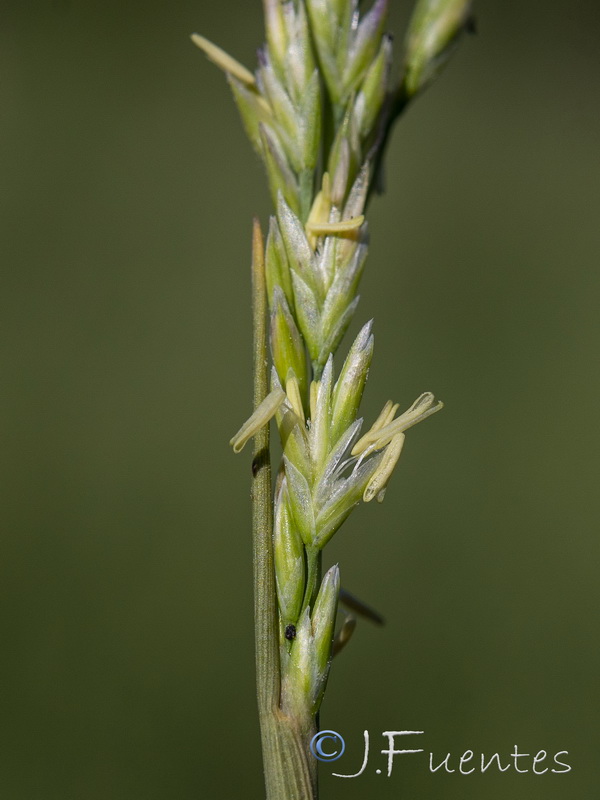 Puccinellia iberica.08