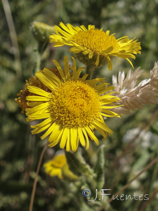 Pulicaria dysenterica.11