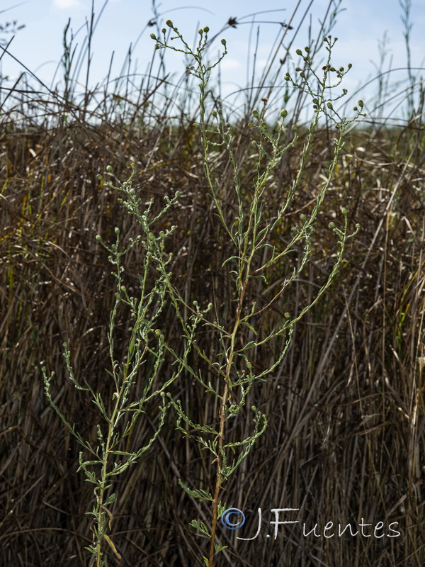 Pulicaria sicula.01