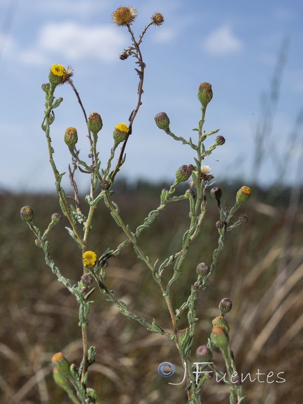 Pulicaria sicula.02
