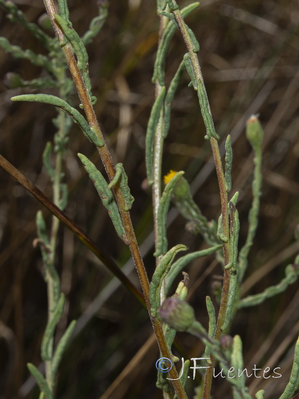 Pulicaria sicula.06
