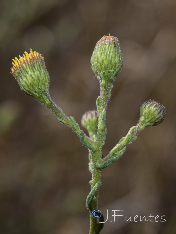 Pulicaria sicula.14