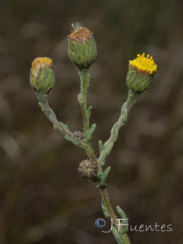Pulicaria sicula.16