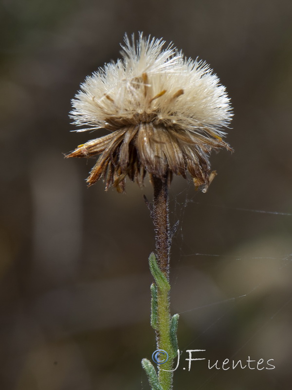 Pulicaria sicula.18
