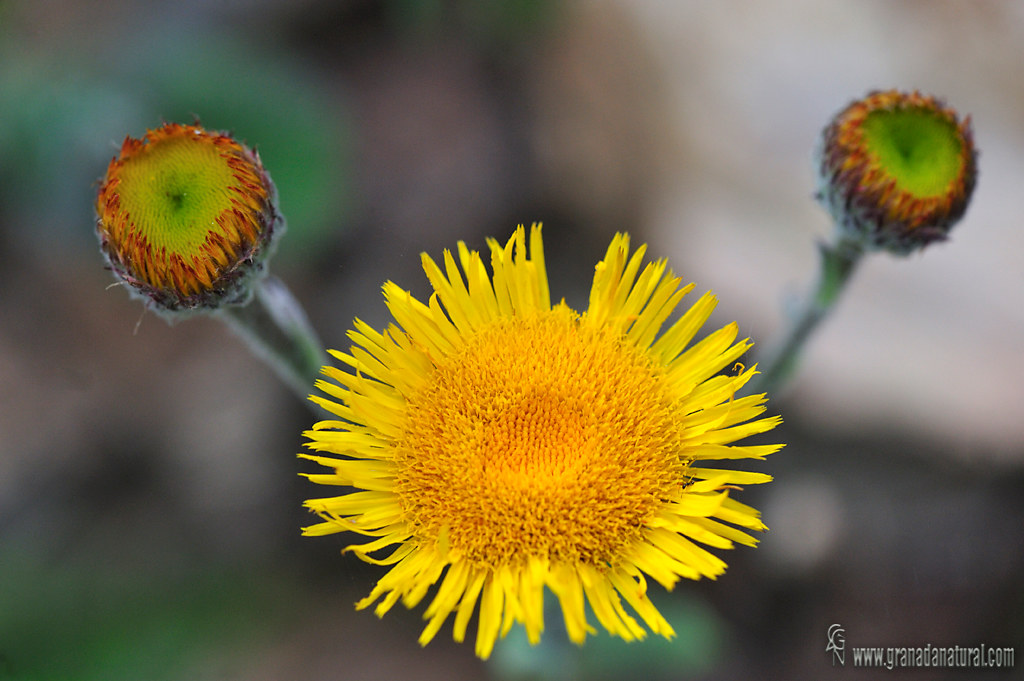 Pulicaria odora